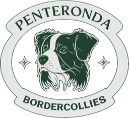 Penteronda Border Collies